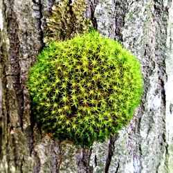 Close-up of moss growing on tree trunk