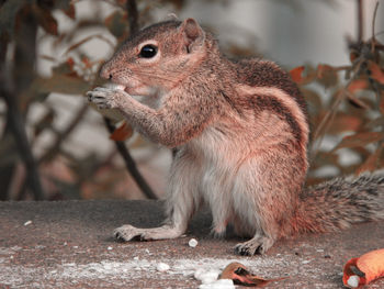 Close-up of squirrel