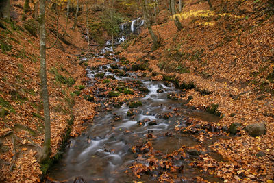 High angle view of stream amidst trees in forest