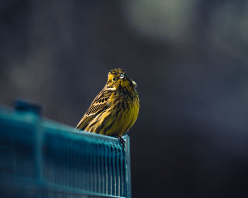 Close-up of bird perching on a railing