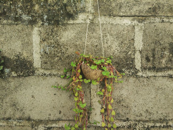 Close-up of ivy growing on wall