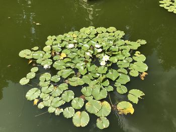 High angle view of water lily in lake