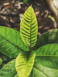 Close-up of green leaves