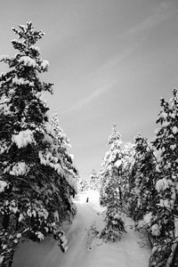 Low angle view of snow covered plants against sky