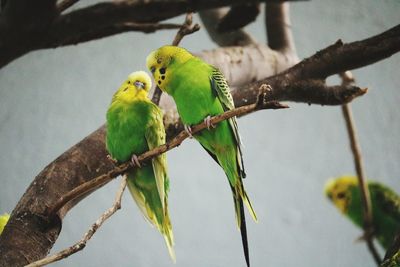 Bird perching on a branch