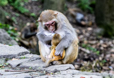 Monkey with infant on rock