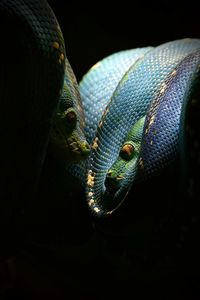 Close-up of snake