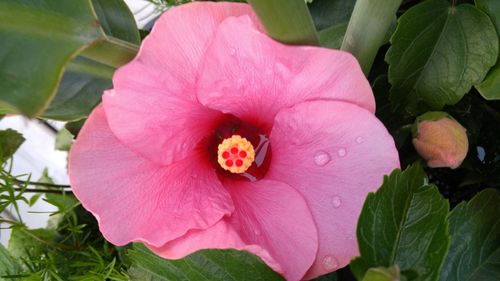 Close-up of pink flowers