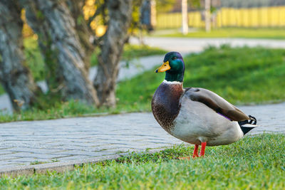 Duck on a lake