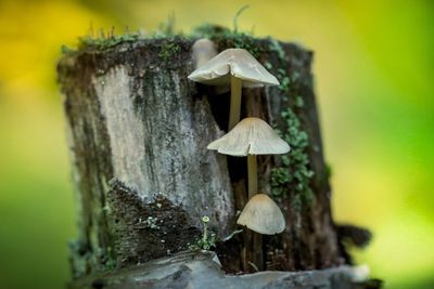 Close-up of mushroom growing on tree trunk