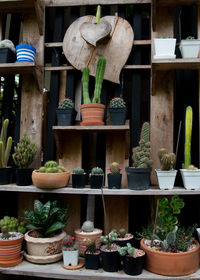 Potted plants at store