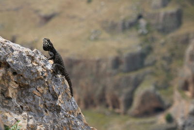 Close-up of butterfly on rock