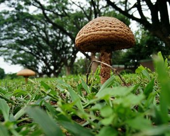 Mushrooms growing on field