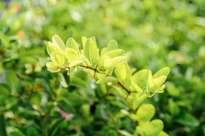 Close-up of flowering plant