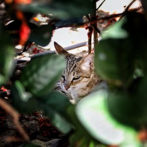 Close-up of a cat