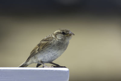 Close-up of bird perching