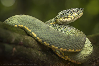 Close-up of lizard