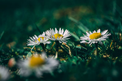 Close-up of white flowering plant on field