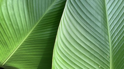 Full frame shot of palm leaf