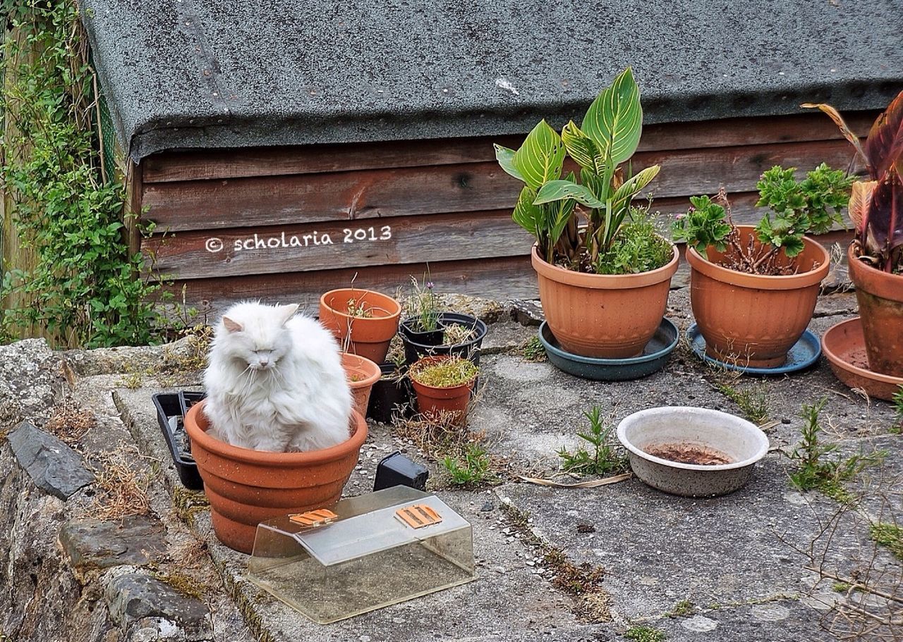 Cat plant