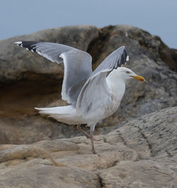 Seagull perching on rock