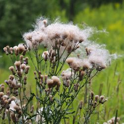 Close-up of flower buds