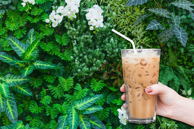 Cropped hand of woman holding iced coffee against plants