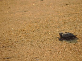Close-up of tortoise on sand at beach