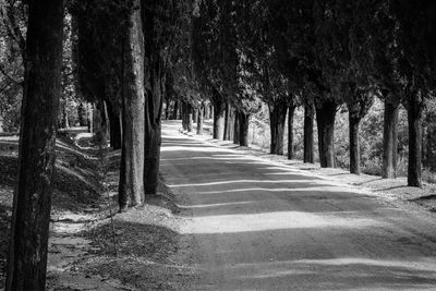 Trees on dirt road against sky