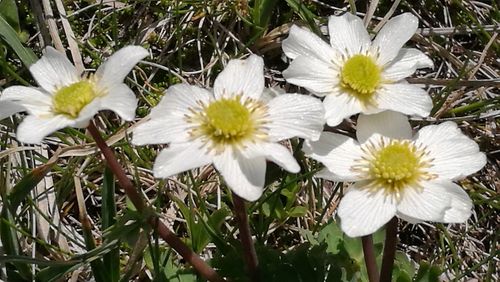 Close-up of white flowers on field