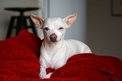 Portrait of dog relaxing on bed at home