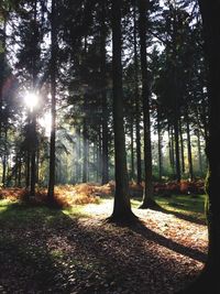 Sun shining through trees