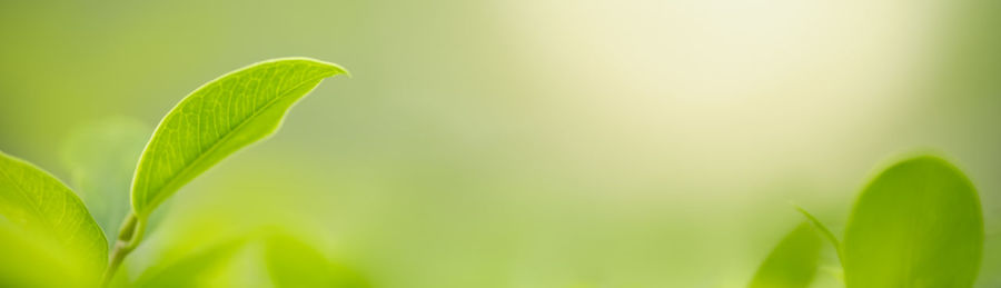 Close-up of fresh green leaves on land