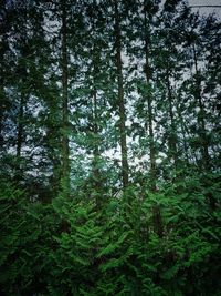 Low angle view of trees in forest