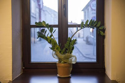 Potted plant on window sill at home