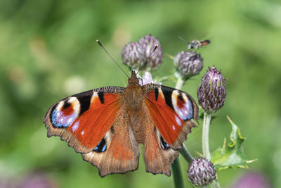 Close up of a peacock butterfly  on a flower