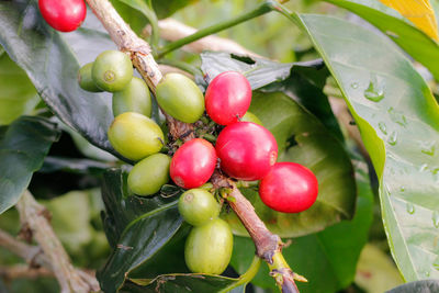 Close-up of tomatoes growing on tree