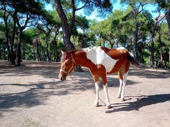 Horse in ranch