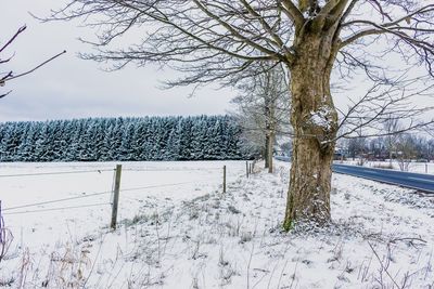 Bare trees on snow covered landscape against sky