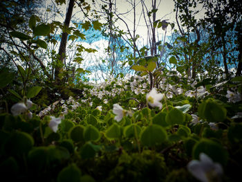 White flowers growing on tree