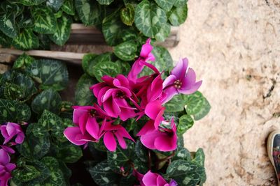 Close-up of pink flowers growing on plant