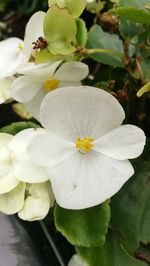 Close-up of white flowers blooming outdoors