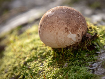 Close-up of mushroom growing on field