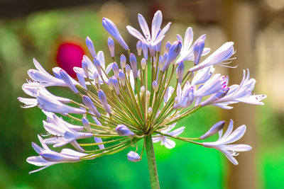 Close-up of purple flowers blooming outdoors