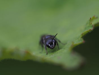 Close-up of insect on leaf