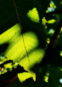 Close-up of green leaves