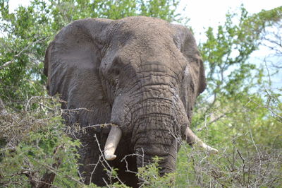 A bull elephant rather close and curious