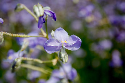 Close-up of purple flowering plant