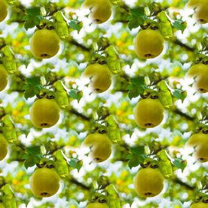 Close-up of fruits growing on tree