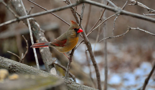 Close-up of bird perching on branch